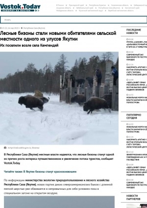 Обложка Электронного документа: Лесные бизоны стали новыми обитателями сельской местности одного из улусов Якутии. Их поселили возле села Кемпендяй: [Сунтарский улус]