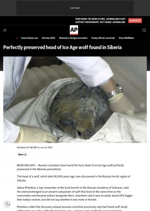 Обложка Электронного документа: Perfectly preserved head of Ice Age wolf found in Siberia