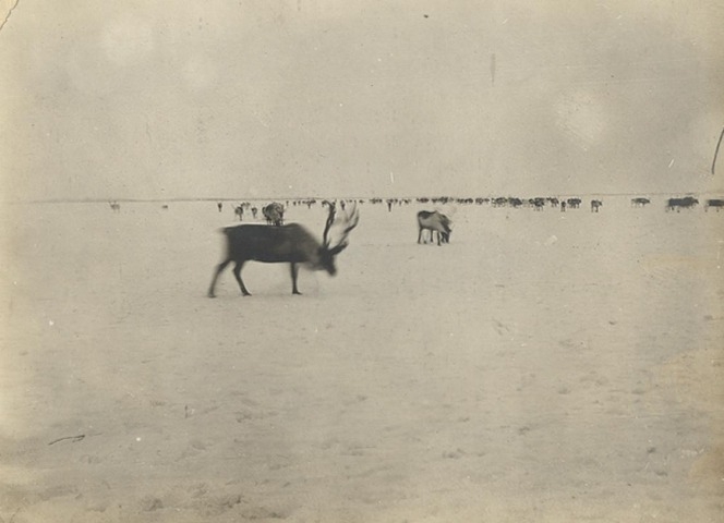 Обложка Электронного документа: Оленье стадо: [из фотоальбома В. М. Зензинова "Из Якутска в Русское Устье, 1911 - 1912 гг.", фото 157, 29.IX]