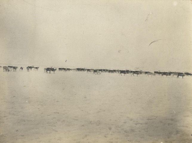 Обложка Электронного документа: Оленье стадо: [из фотоальбома В. М. Зензинова "Из Якутска в Русское Устье, 1911 - 1912 гг.", фото 158, 29.IX]