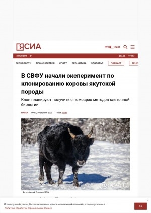 Обложка Электронного документа: В СВФУ начали эксперимент по клонированию коровы якутской породы: клон планируют получить с помощью методов клеточной биологии