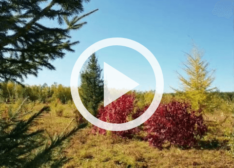 Обложка Электронного документа: Мин көмүс күһүнүм...: [видеозапись]